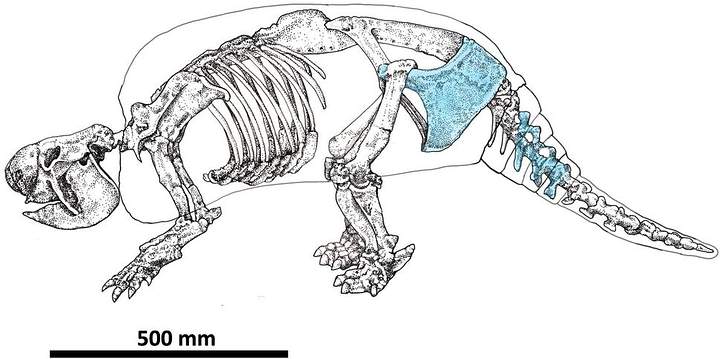 Gliptodonte.