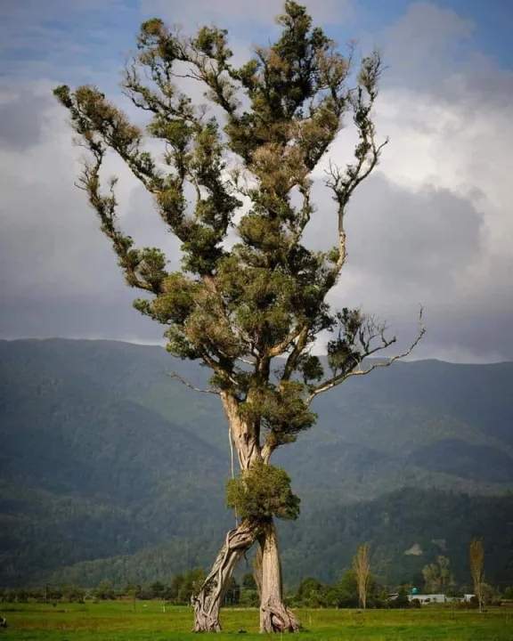 Árbol del año.