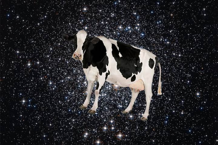 cow-destello2