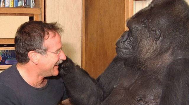 La gorila tuvo un recordado encuentro con el célebro actor Robin Williams en 2001.