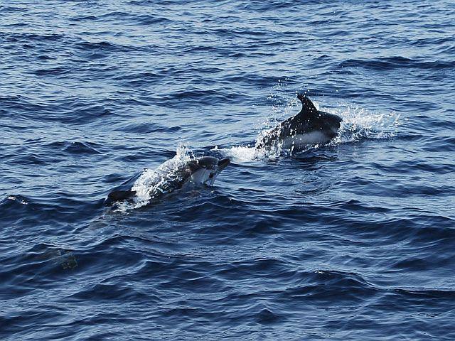 Delfines en al mar Negro.