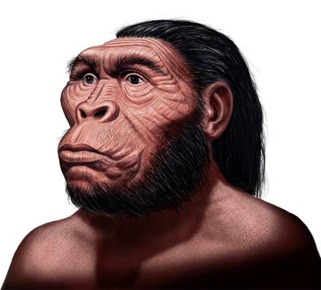 'Australopithecus anamensis'. Vivió hace 4,1 millones de años. Su cejas eran prominentes, como una visera. Su mentón, hundido remarcaba un «bozal». Medía entre 1 y 1,25 metro.
