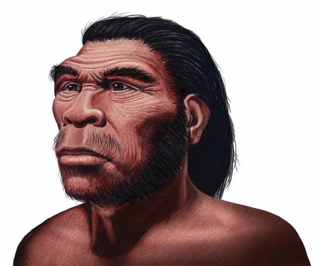 Homo habilis. Vivió hace 2,5 millones de años. Su cráneo era más redondeado y su cara, más corta y achatada. Fue el primer ser vivo que usó una herramienta con la intención de conservarla y mejorarla.
