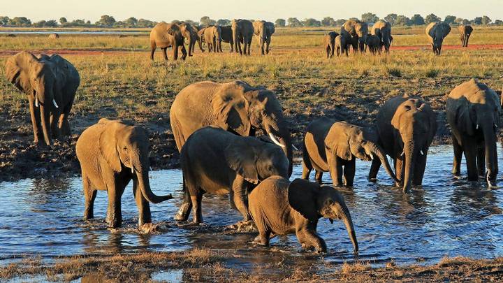 Botsuana tiene la mayor población de elefantes en África.