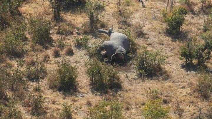 elefante-botswana