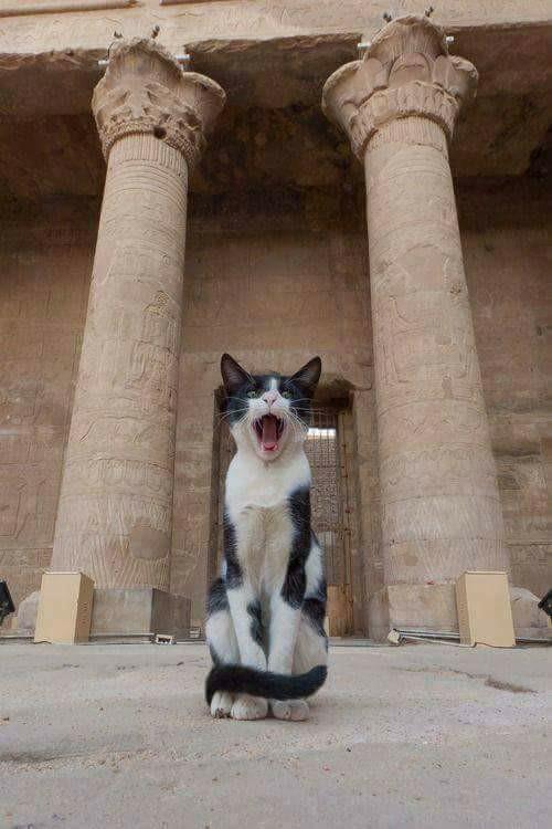 gato-egipto