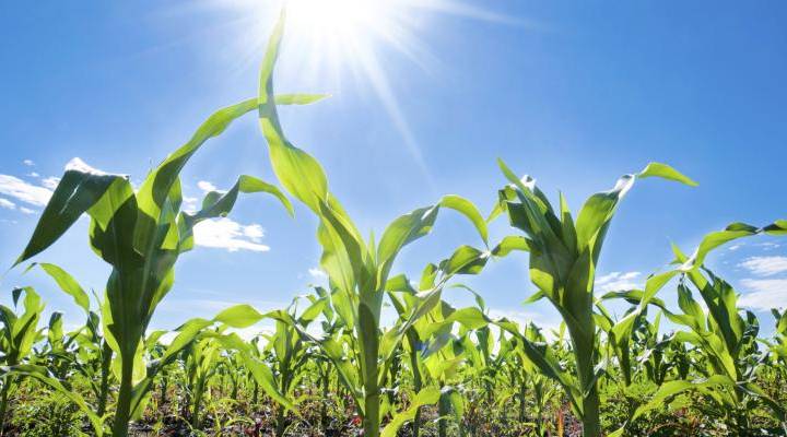 corn-crops