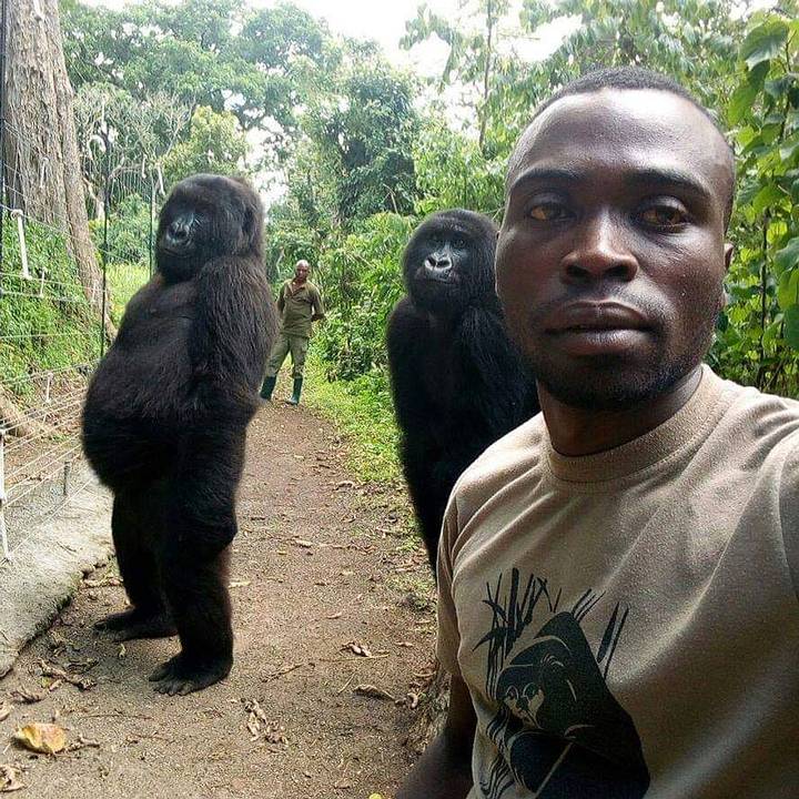 gorilas-guardabosque